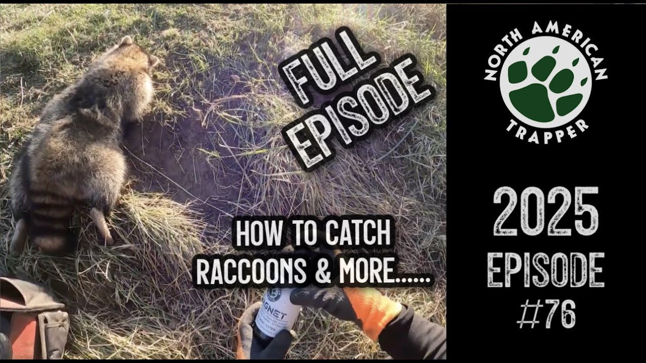 2025 Episode 76 How To Catch Raccoons In Dog Proof S YouTube Maxresdefault