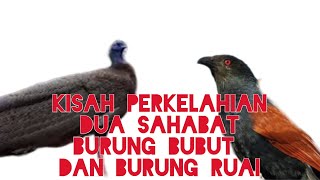 Kisah Sahabat Dua Ekor Burung Bubut Dan Burung Ruai