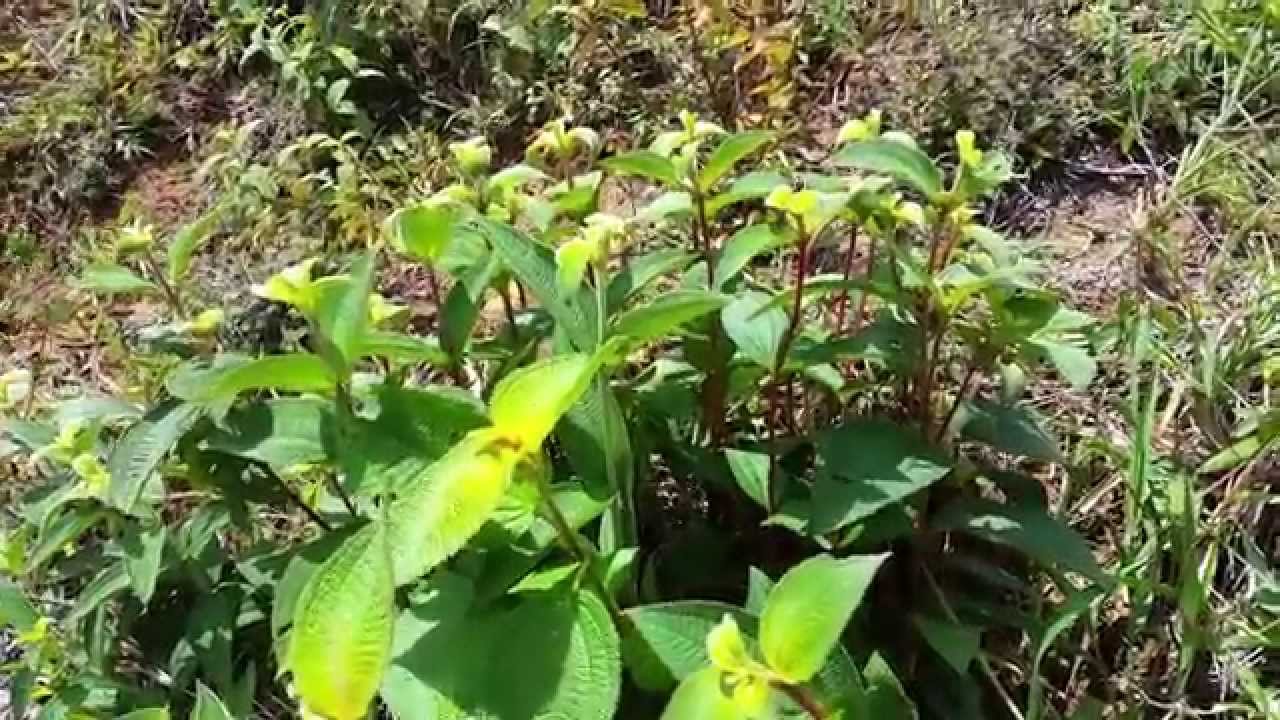 12. Clidemia sericea.mp4