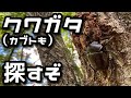 【昆虫採集】カブトムシ王国 2025年 8月上旬 クワガタ カブトムシ 採集【searching for insects in the wild】