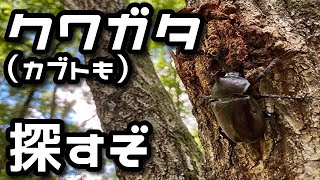 【昆虫採集】カブトムシ王国  2025年 8月上旬 クワガタ カブトムシ 採集【insect collecting】