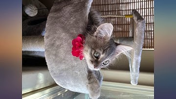 Amazon Basics Cat Tree with Platform, Scratching Posts, X-Large Size review