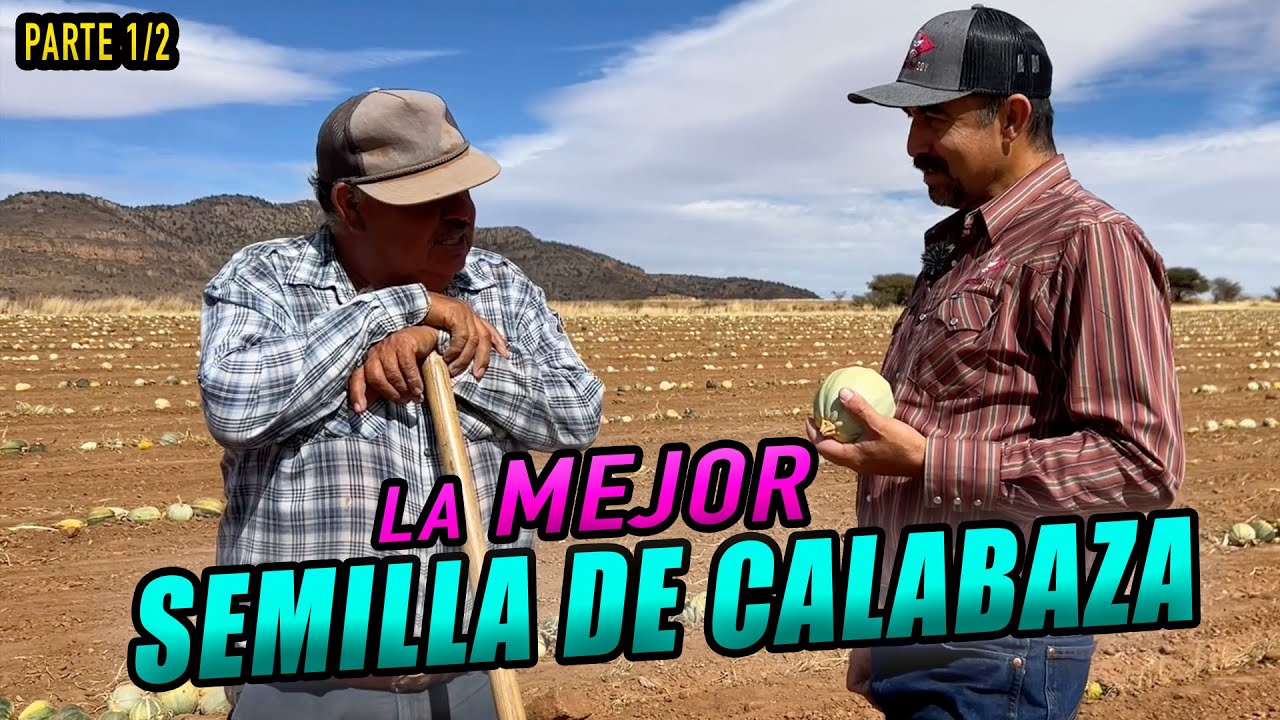 BUENA COSECHA DE SEMILLA a pesar de la sequía 1/2