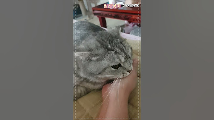 #shorts #스코티쉬폴드 #고양이일상 #일곱냥이#sevencats