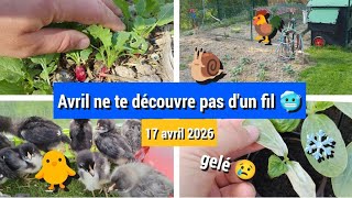 ❄️Plants gelés, froid.. 🥶 ça pousse pas! Que faire Mi-Avril au potager 🍅?