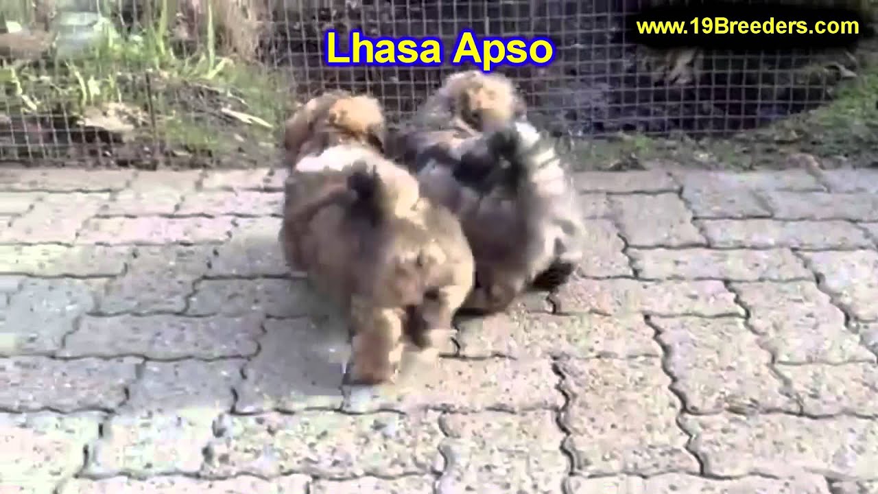 Lhasa Apso, Puppies, For, Sale, In, Butte Silver Bow, Montana, MT