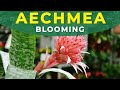 Aechmea fasciata flower development  care