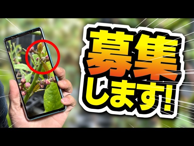 果樹 user_a378fcc2 Feature] Identify the symptoms and causes! | Solving fruit tree