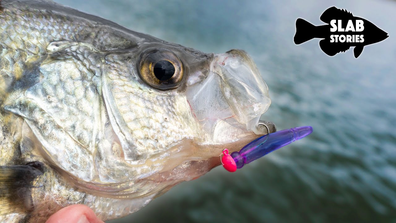 Chasing PRE-SPAWN CRAPPIE With The Mule Minnow [Slab Stories] 