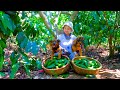 Harvesting avocados  goes to market sell  feed the chickens and ducks farm cooking  tieu lien