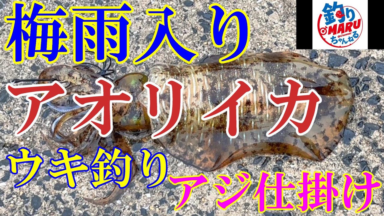 【防波堤】梅雨入り日まさかの爆釣！アオリイカ(ウキ釣りアジ仕掛け)釣行＃釣り＃防波堤＃春イカ＃イカ釣り＃アオリイカ＃アオリイカ釣り＃ウキ釣り＃アジ仕掛け＃梅雨イカ＃アオリイカウキ釣り