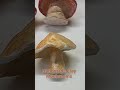 Diy clay Mushroom || #shorts 🍄🌱🪐