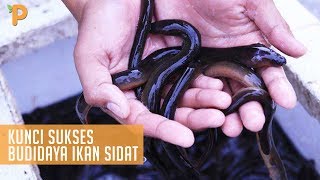 Inilah 4 Kunci Sukses Bisnis Budidaya Ikan Sidat