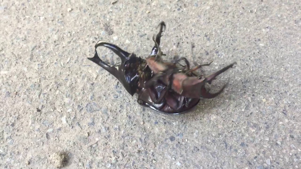Rhinoceros Beetle Vs Stag Beetle Youtube Rhinoceros Beetle Vs Stag Beetle Youtube
