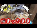 あ、巣穴に挟まって…抜っけねー💧