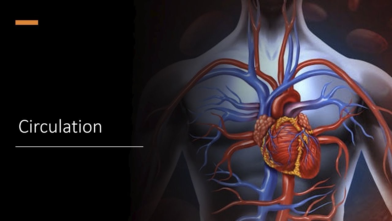 BIOLOGY Transportation [PART 8] Class 12th HSC New Syllabus YouTube