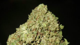 KING LOUIE OG STRAIN WAKE AND BAKE STYLE