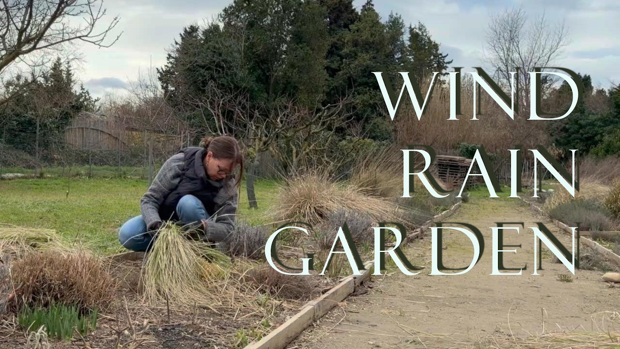 Подготовка огорода к зиме: обрезка многолетних растений и посадка роз в дождливую погоду.