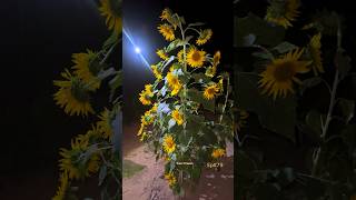 morning#vibe#79#sunflower#Fullblooming#harvesting#sunflower#seed#collecting#oil#making#pinklady#tips