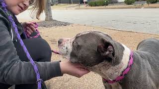 The streets aren't easy. Meet Mary  Stray Rescue of St.Louis