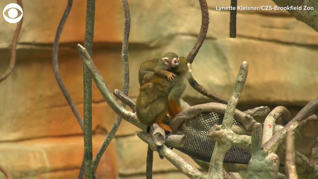 MONKEYS × Polee さるぼっくりー MONKEYS × Polee さるぼっくりー