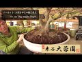 米谷大蓉園 [大型] 紅葉の大品盆栽 植え替え