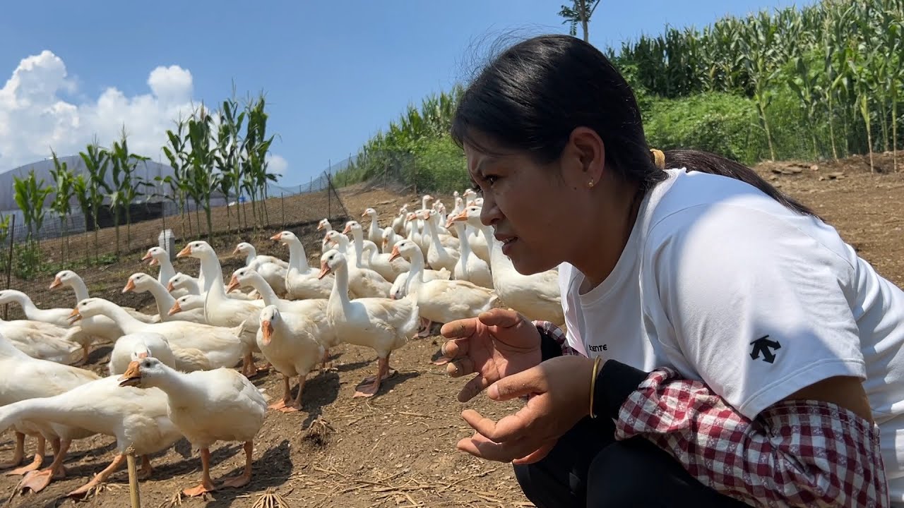 养鹅人阿平 The goose farmer Ping
