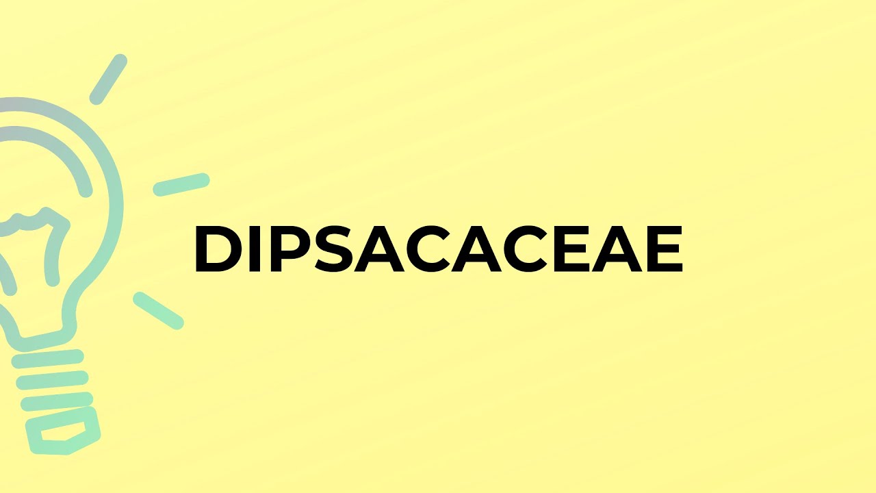 What is the meaning of the word DIPSACACEAE?