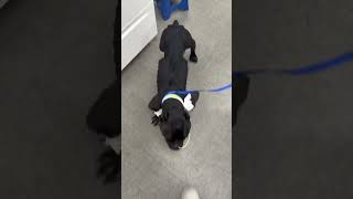 Pup’s Body Began Shutting Down From A Concerning Shadow Visible On The X-Ray [STORY BELOW]