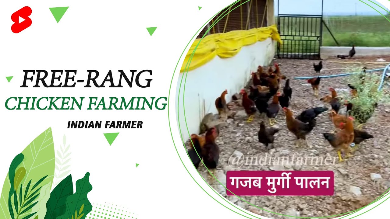 Naye Tarike Se Poultry Farming | Free-Rang Chicken Farming | Indian Farmer | 