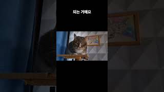반려동물은 왜 비 오는 날 유독 잠이 많을까? 🌧️💤
