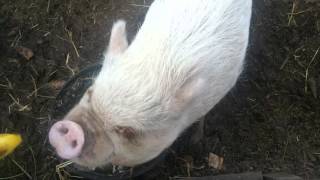 How a Pig Eats a Banana