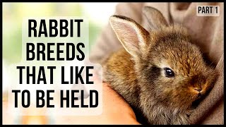 Rabbit Breeds That Like To Be Held Part 1