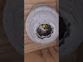 The Hornet Queen Was Given Wax Moth Larva, but She Didn't Like It