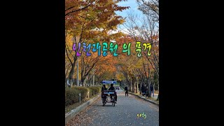 인천대공원 느티나무길 영상