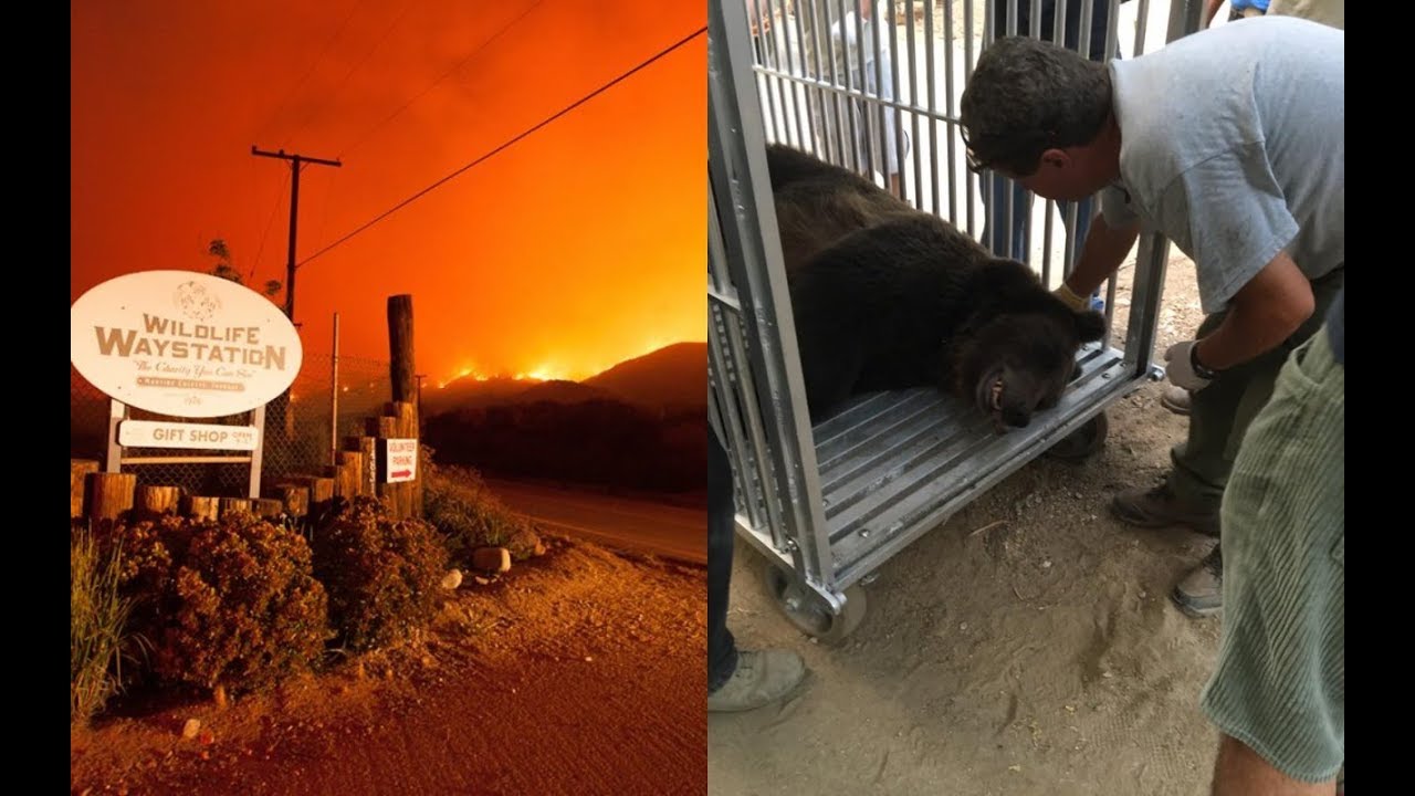 When A Deadly Wildfire Surrounded 400 Animals, Hundreds Of People Risked Their Lives To Save Them