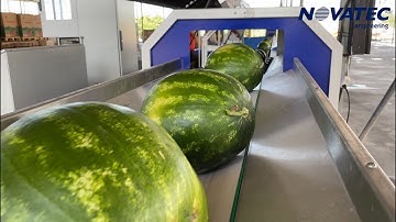 Novatec S.A. - Cleaning, Sorting & Packing Line for Watermelons