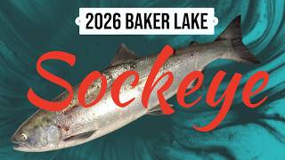 2026 Baker Lake Sockeye