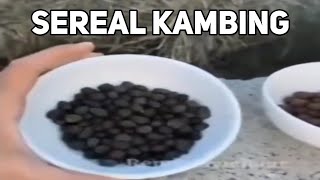 TOP 5 JOKES ORANG ARAB