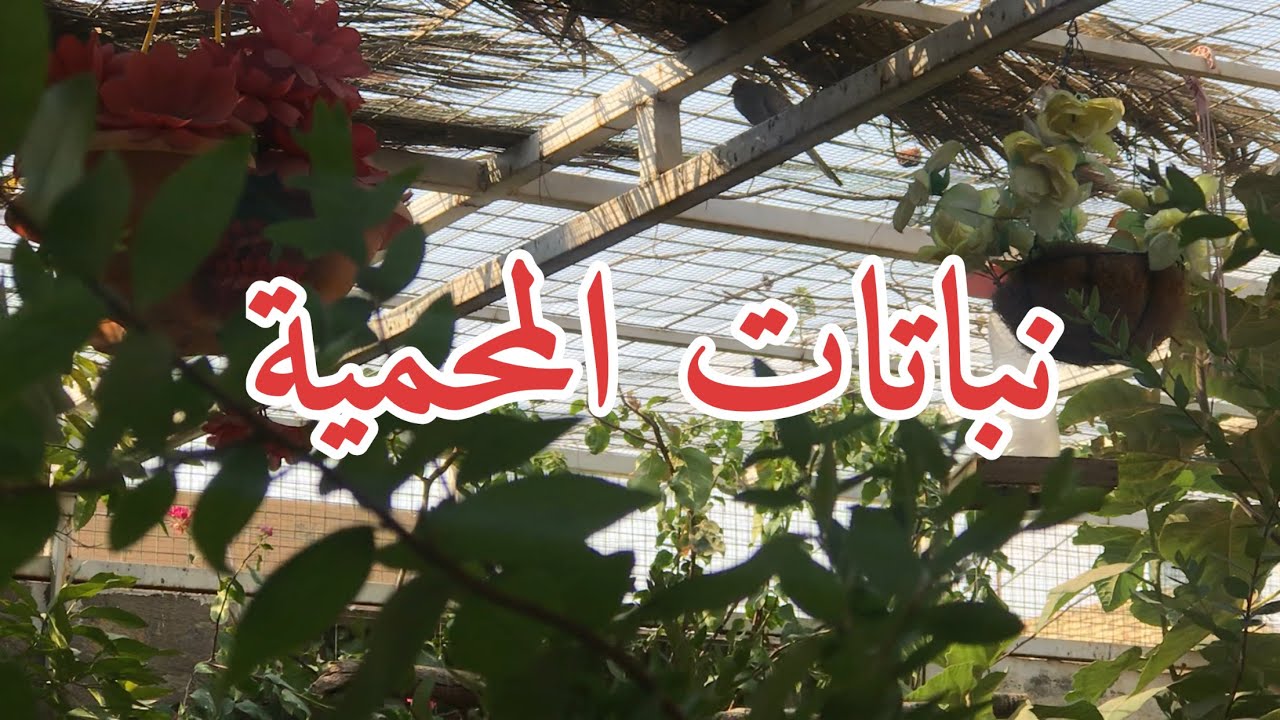 محمية طيور ونباتات /حلقة عن اشجار ونباتات المحمية وبعض النصائح المهمة🌱🕊(78)