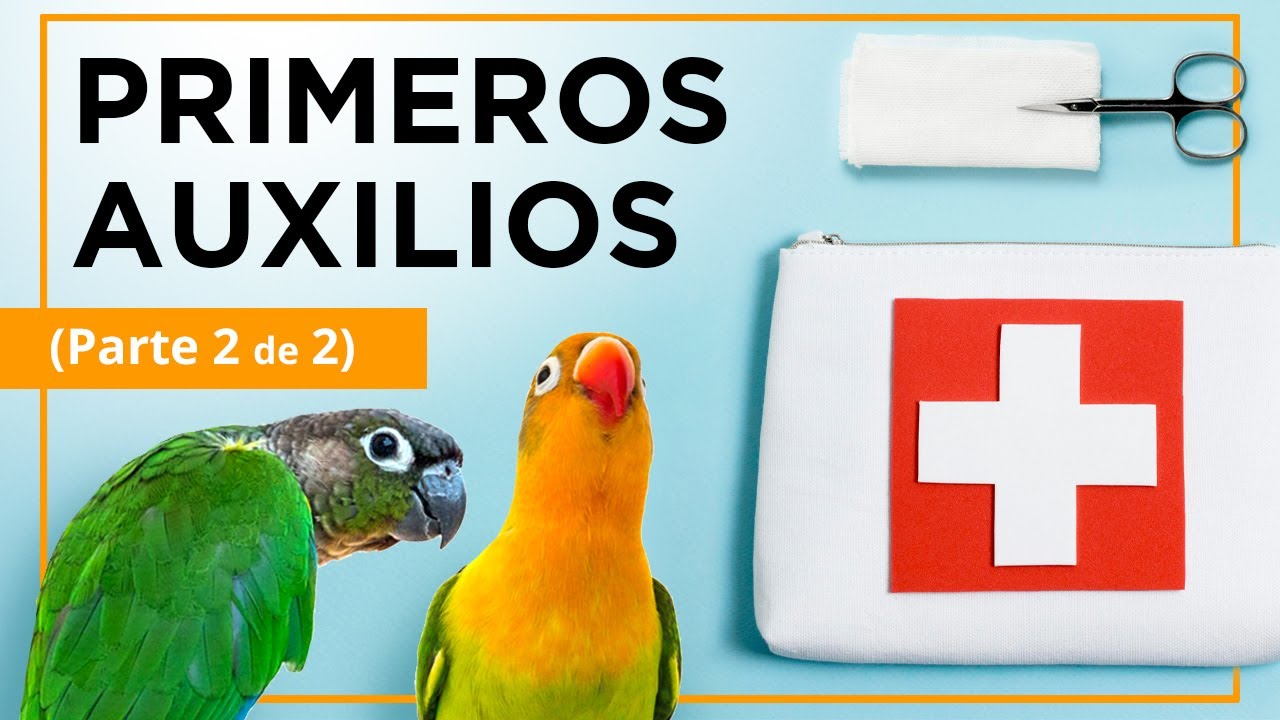 Como actuar: QUEMADURAS, PERFORACIÓN del BUCHE (en papilleros), GOLPES y traumatismos en las patas