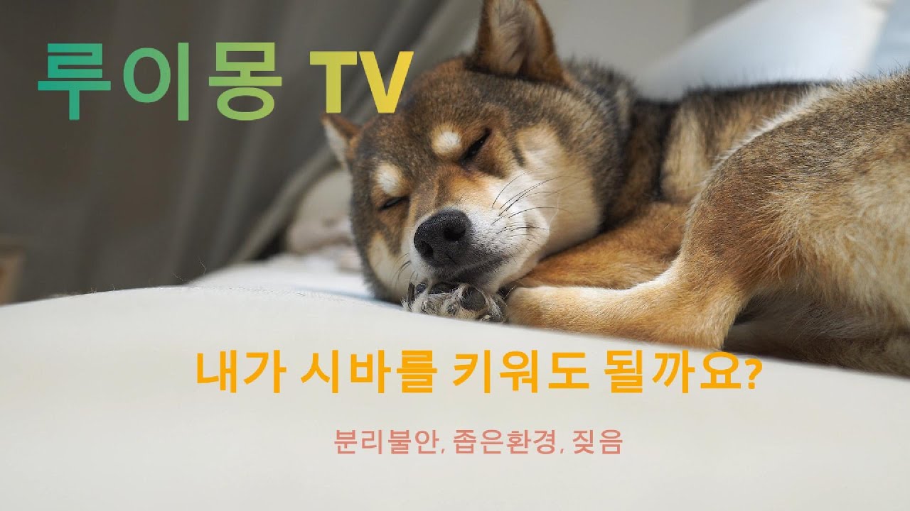 내가 시바를 키워도 될까요? 1편 - 분리불안, 좁은환경, 짖음