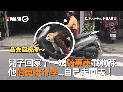 兒子帶柯基回家！親媽騎專車載狗孫：你自己走回去｜寵物動物｜毛小孩｜精華影片