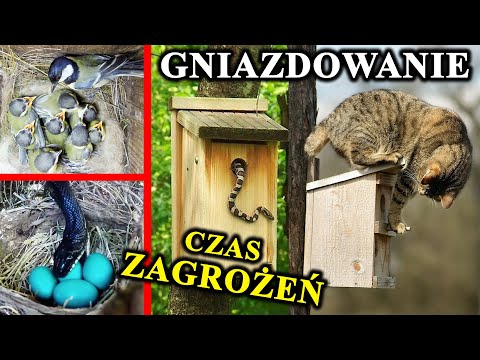 Wideo: Zakażenie Drożdżami U Ptaków