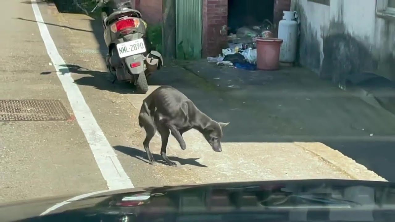 A stray mom dog without her two front feet undernourished with 6 puppies struggle to survive!