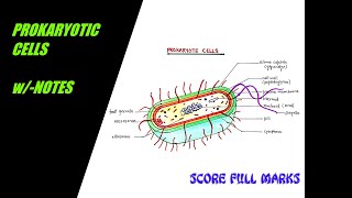 How to draw easily PROKARYOTIC CELLS / STRUCTURE and FUNCTION /  w/-NOTES / SCIENCE / BIOLOGY / easy