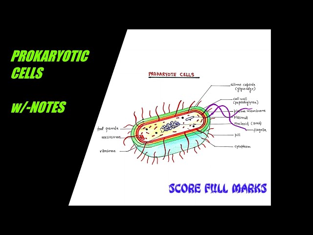 Biological Drawing of Prokaryotic & Eukaryotic Cells by Jodi's Jewels