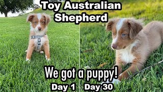 1 Month with a Toy Mini Australian Shepherd (Puppy VLOG)