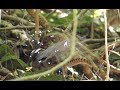 Lyrebird goes crazy mimicking