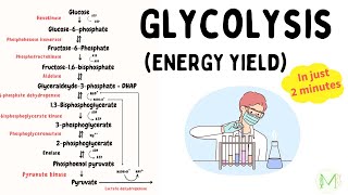 Glycolysis (Energy yield) | Explained in 2 minutes | Biochemistry | Medinare